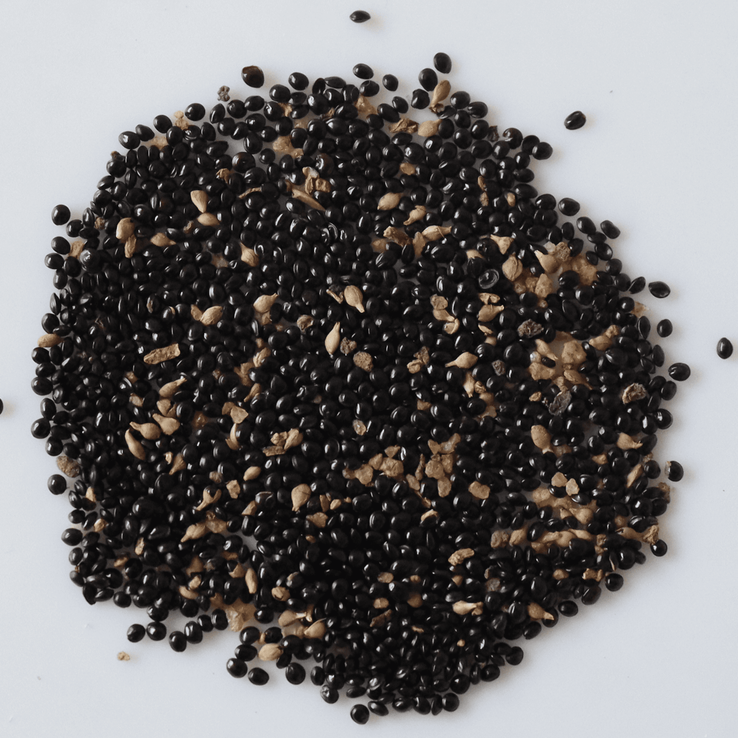Organic Beauty Spinach Seeds (Pattu Cheera)- Open Pollinated