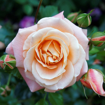 7 Days Rose Live Plant - Pink
