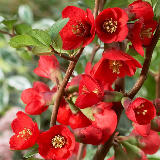 Japanese Quince Red – Rare Flowering Plant