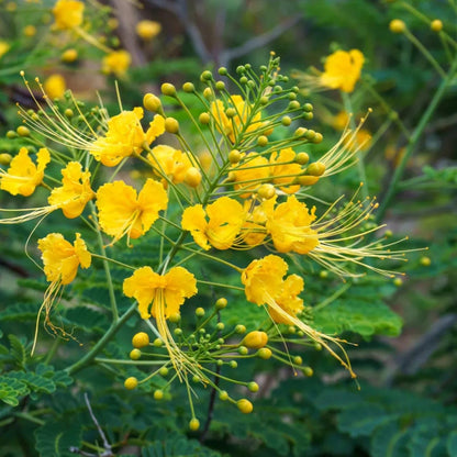 Peacock Flower / Rajamalli Yellow (Caesalpinia pulcherrima) Flowering Live Plant