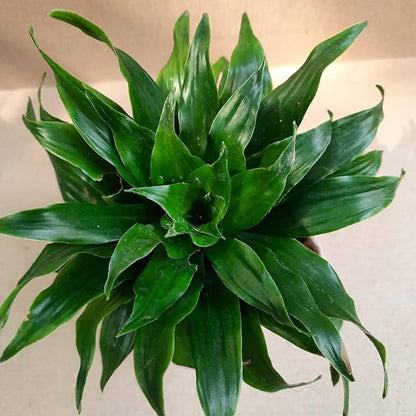 Dracaena Compacta Indoor / Outdoor Live Plant