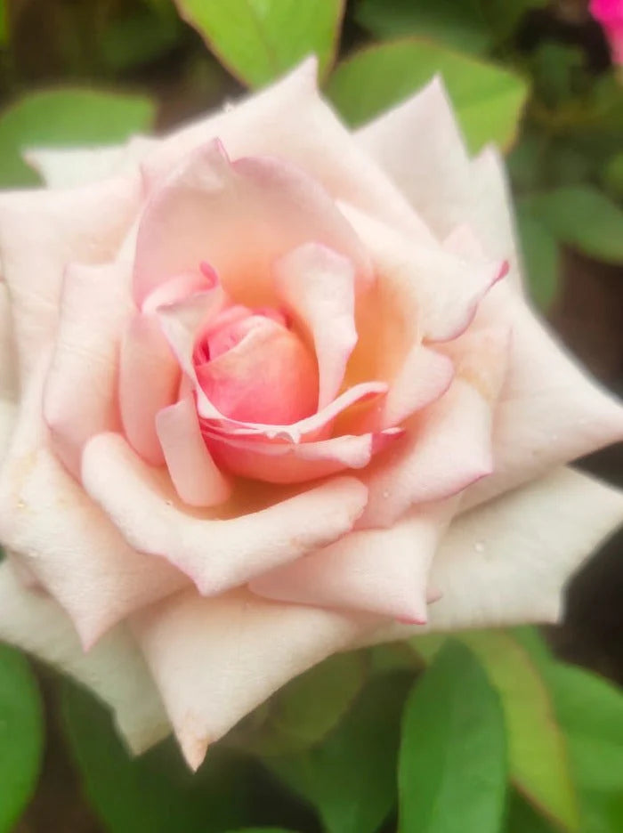 Bees Plant Hub 7 Days Rose Live Plant - Pink