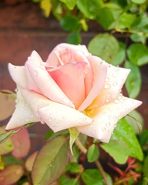 Bees Plant Hub 7 Days Rose Live Plant - Pink