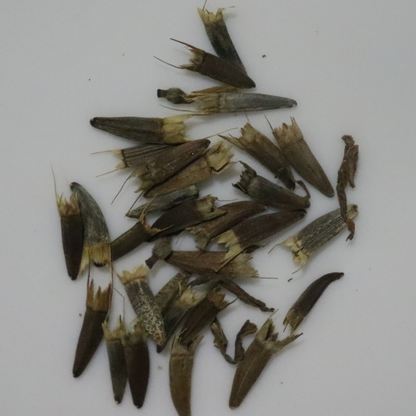 Tithonia Mix Seeds
