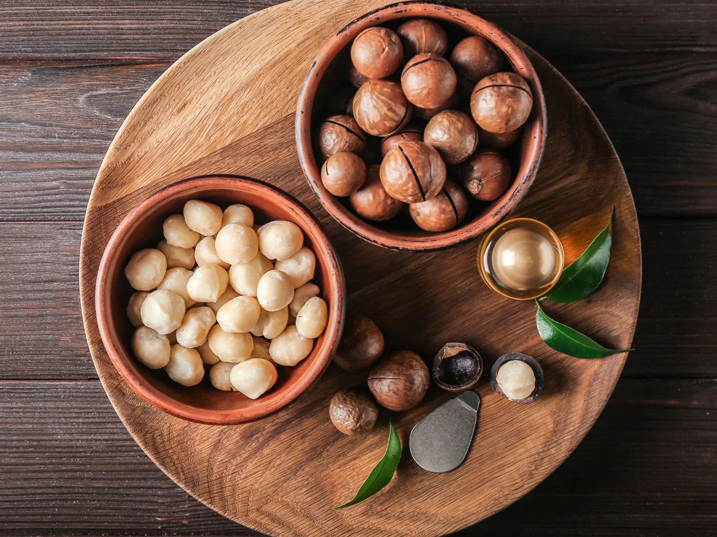 Macadamia Nut Fruit Live Plant