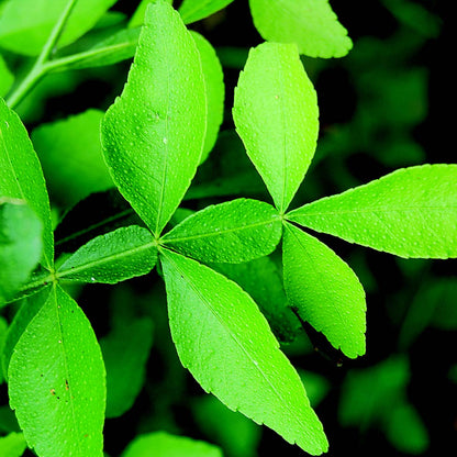 Bees Plant Hub 9 leaves  Maha Vilvam/ Bilva (Aegle marmelos) Live Plant