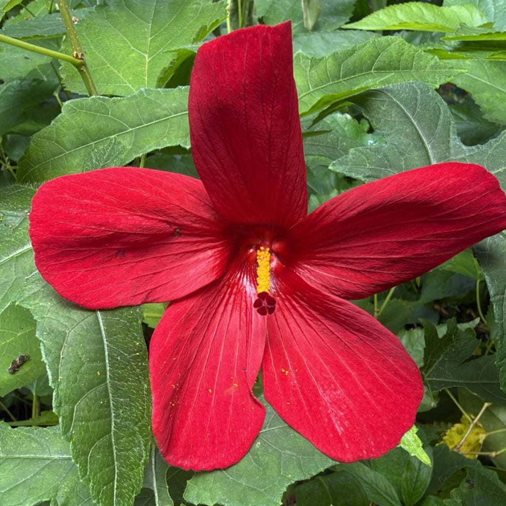 Bees Plant Hub Abutilon Red Big All Time Flowering Live Plant