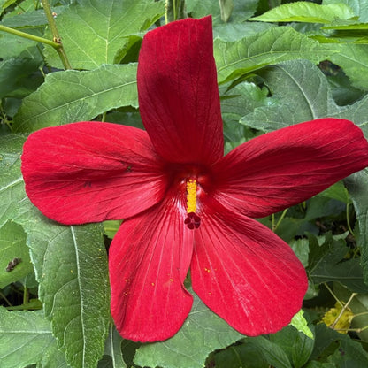 Bees Plant Hub Abutilon Red Big All Time Flowering Live Plant
