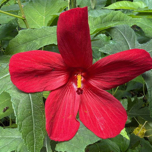Bees Plant Hub Abutilon Red Big All Time Flowering Live Plant