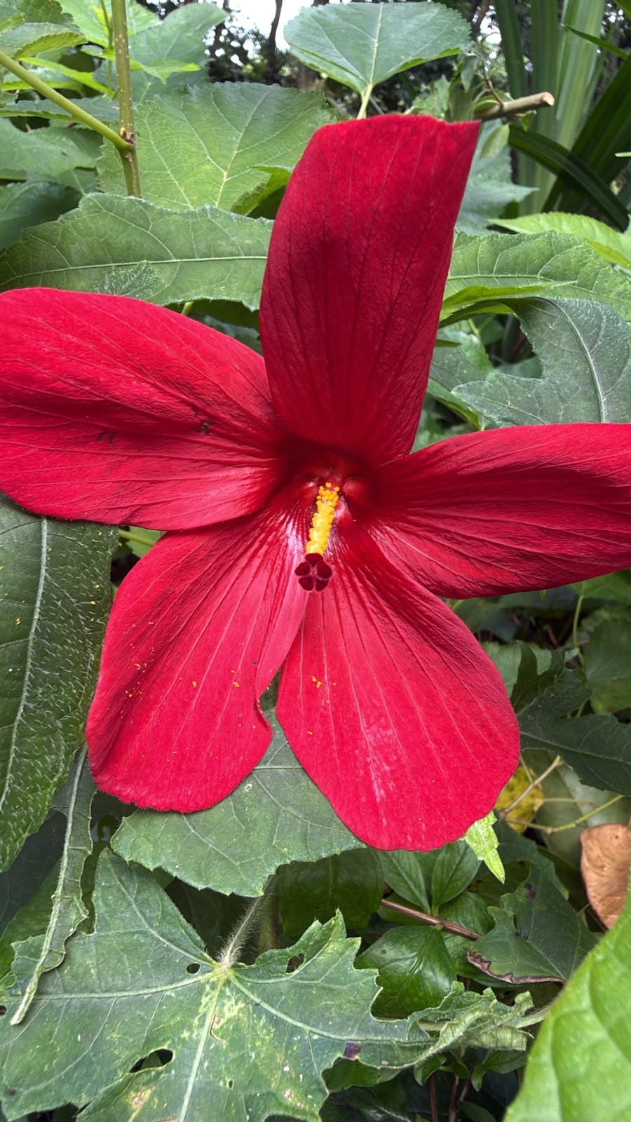 Bees Plant Hub Abutilon Red Big All Time Flowering Live Plant