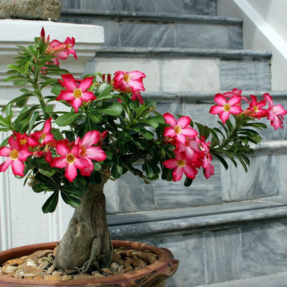 Adenium Seeds (Desert Rose) - Open Pollinated