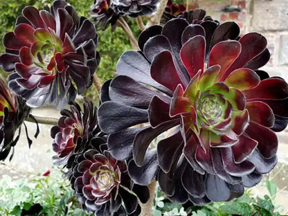Bees Plant Hub Aeonium Black Succulent Live Plant