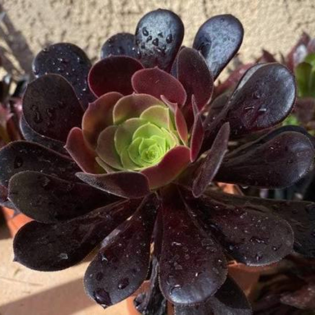 Bees Plant Hub Aeonium Black Succulent Live Plant