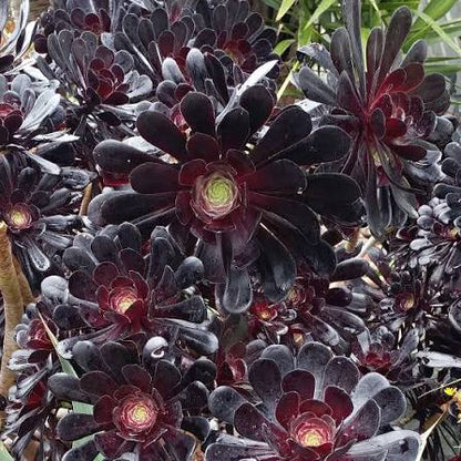 Bees Plant Hub Aeonium Black Succulent Live Plant