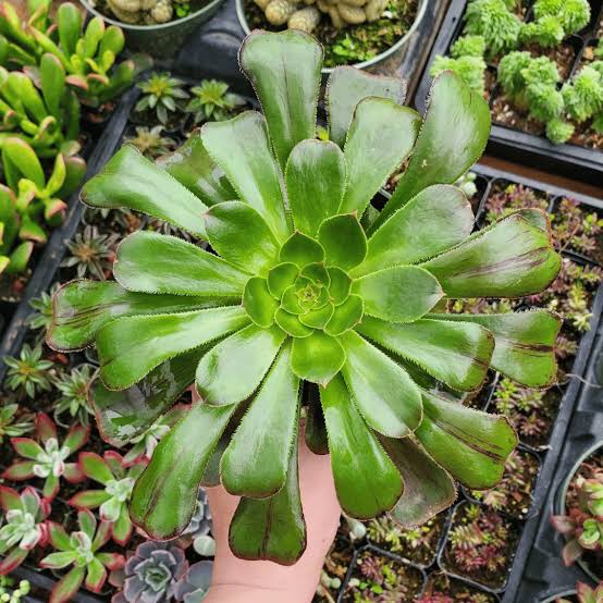 Bees Plant Hub Aeonium Green Succulent Live Plant
