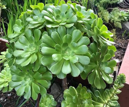 Bees Plant Hub Aeonium Green Succulent Live Plant
