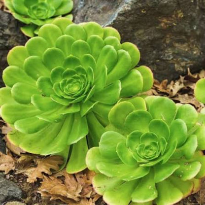 Bees Plant Hub Aeonium Green Succulent Live Plant