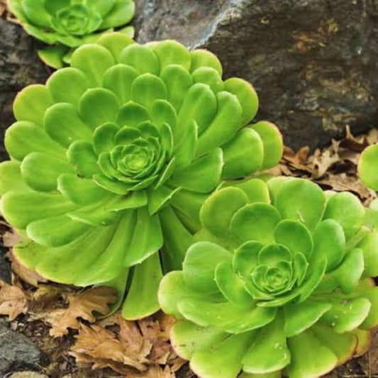 Bees Plant Hub Aeonium Green Succulent Live Plant