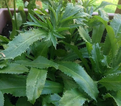 Bees Plant Hub Organic African Coriander / Culantro Spice Plant