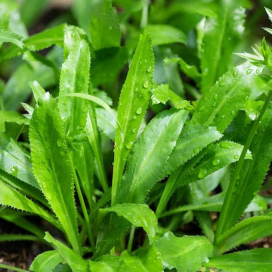 Bees Plant Hub Organic African Coriander / Culantro Spice Plant