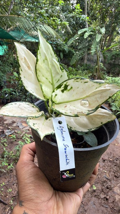 Bees Plant Hub Aglonema snow white indoor plant