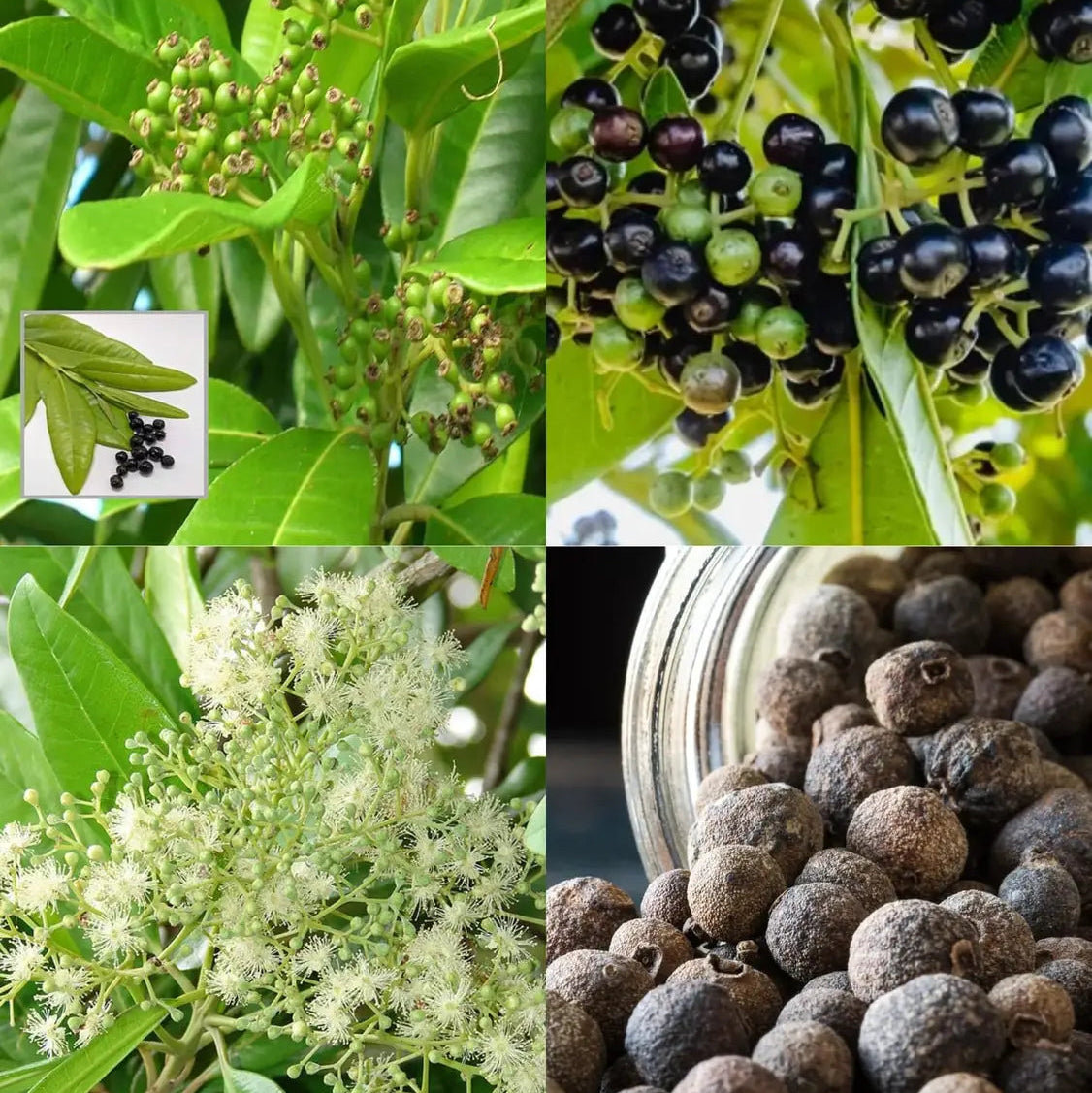 Bees Plant Hub All Spice / Sarvasugandhi (Pimenta dioica) Spice Plant