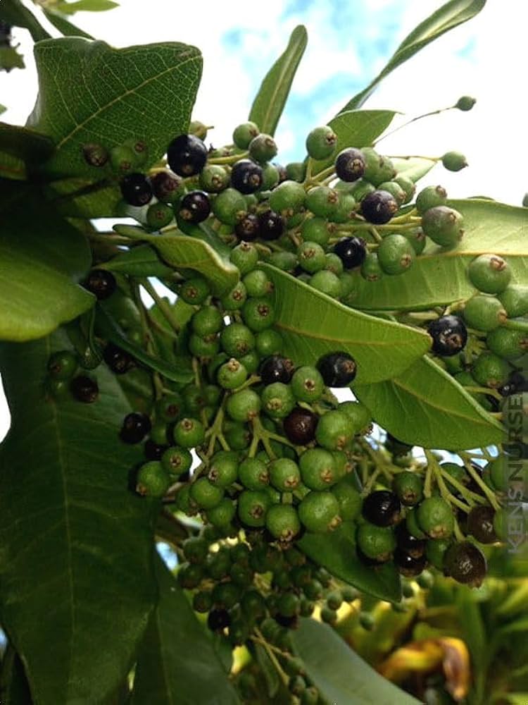 Bees Plant Hub All Spice / Sarvasugandhi (Pimenta dioica) Spice Plant