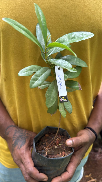 Bees Plant Hub All Spice / Sarvasugandhi (Pimenta dioica) Spice Plant