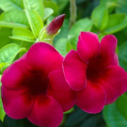 Bees Plant Hub Allamanda Red Velvet All Time Flowering Live Plant