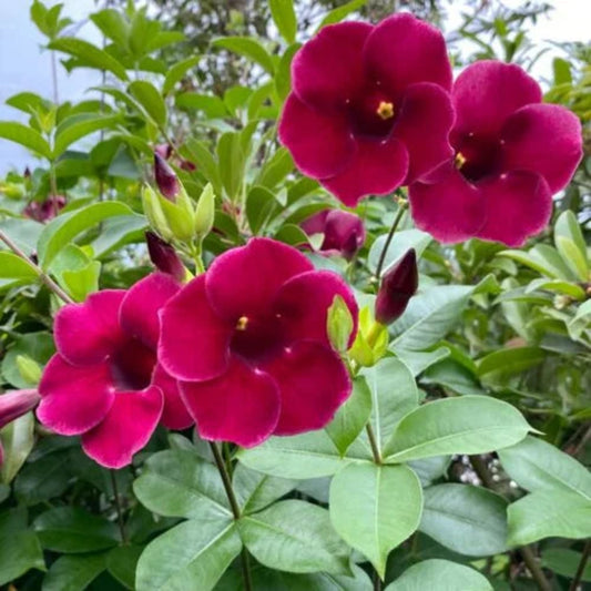 Bees Plant Hub Allamanda Red Velvet All Time Flowering Live Plant