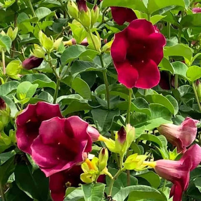Bees Plant Hub Allamanda Red Velvet All Time Flowering Live Plant