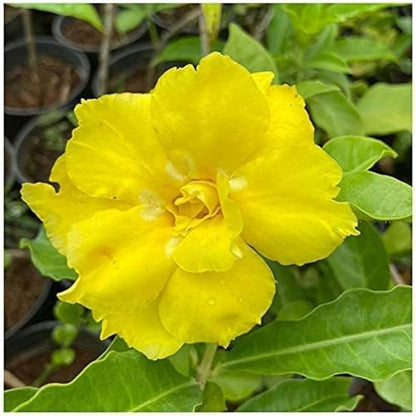 Bees Plant Hub Allamanda Yellow Double Petal Creeper/Climber Flowering Live Plant