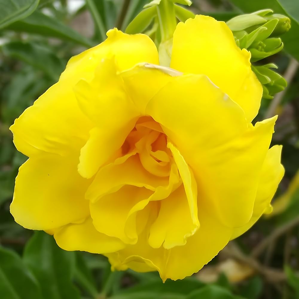 Bees Plant Hub Allamanda Yellow Double Petal Creeper/Climber Flowering Live Plant