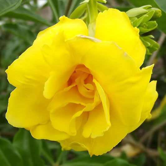 Bees Plant Hub Allamanda Yellow Double Petal Creeper/Climber Flowering Live Plant
