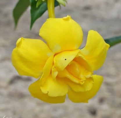 Bees Plant Hub Allamanda Yellow Double Petal Creeper/Climber Flowering Live Plant
