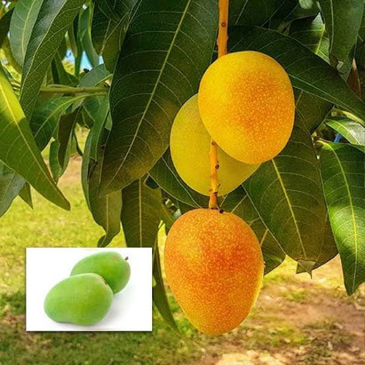 Bees Plant Hub Alphonso Mango Grafted Live Plant