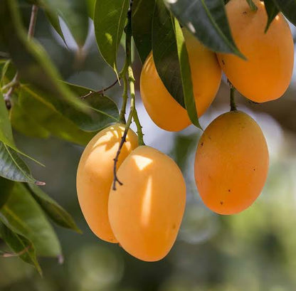 Bees Plant Hub Alphonso Mango Grafted Live Plant