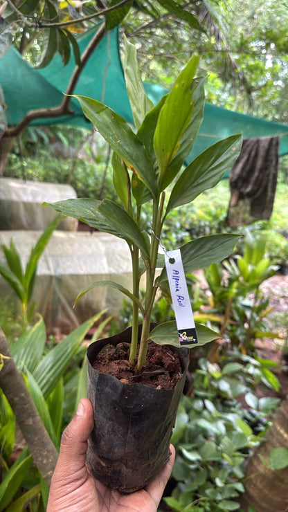 Bees Plant Hub Alpinia Ginger Red Flowering Live Plant