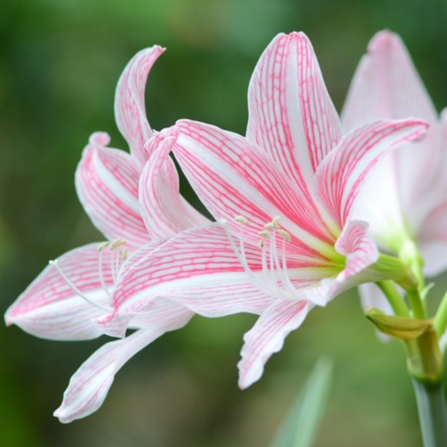 Amaryllis Pink (Hippeastrum reticulatum) Flowering Live Plant