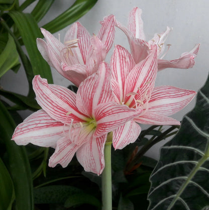 Bees Plant Hub Amaryllis Pink (Hippeastrum reticulatum) Flowering Live Plant