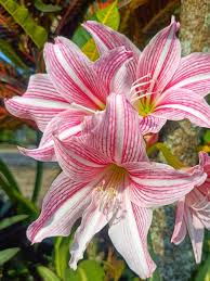 Bees Plant Hub Amaryllis Pink (Hippeastrum reticulatum) Flowering Live Plant