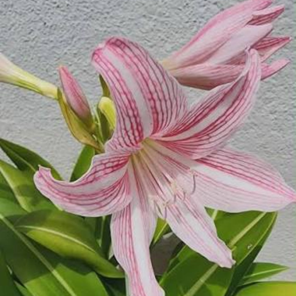 Bees Plant Hub Amaryllis Pink (Hippeastrum reticulatum) Flowering Live Plant