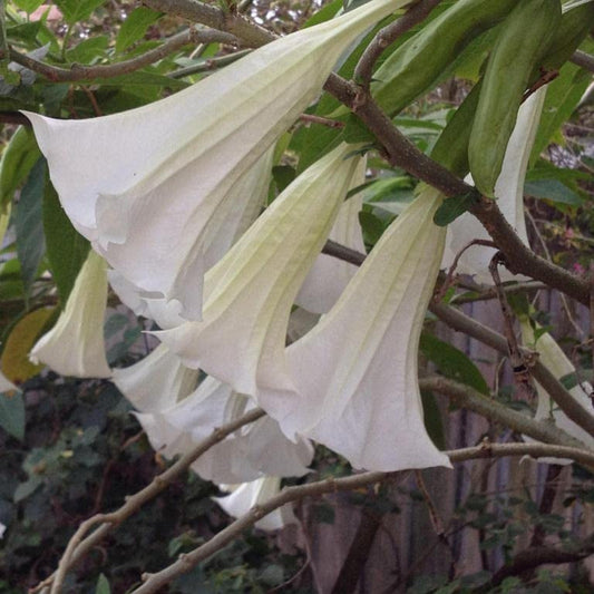 Bees Plant Hub Angel Trumpet White All Time Flowering Live Plant