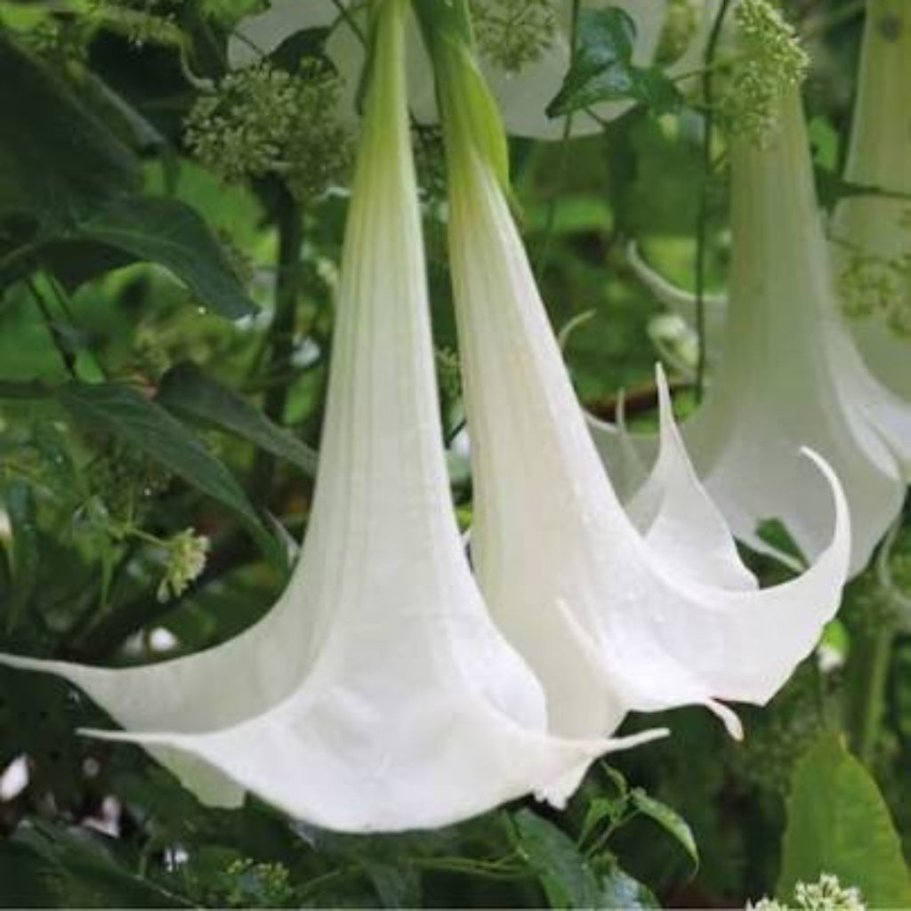 Bees Plant Hub Angel Trumpet White All Time Flowering Live Plant
