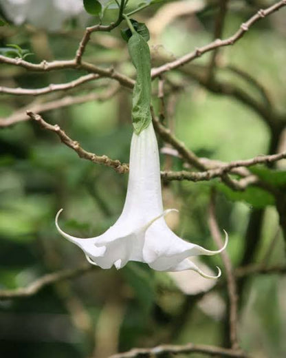 Bees Plant Hub Angel Trumpet White All Time Flowering Live Plant