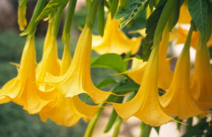 Bees Plant Hub Angel Trumpet Yellow All Time Flowering Live Plant