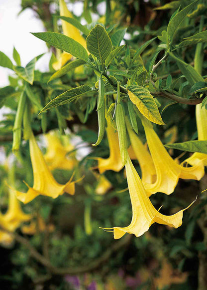 Bees Plant Hub Angel Trumpet Yellow All Time Flowering Live Plant