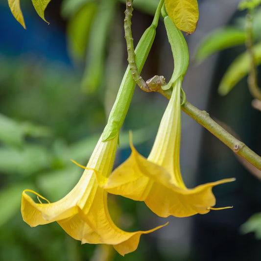 Bees Plant Hub Angel Trumpet Yellow All Time Flowering Live Plant