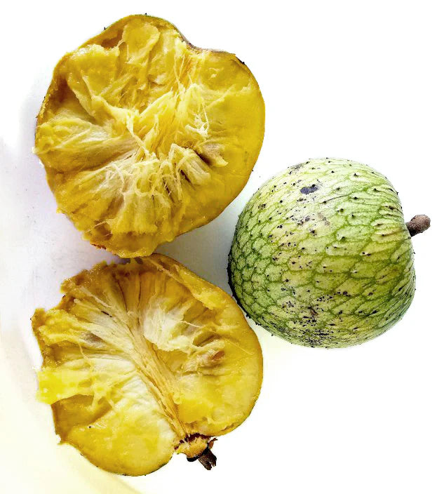 Bees Plant Hub Mountain Soursop Live Plant (Annona Montana)