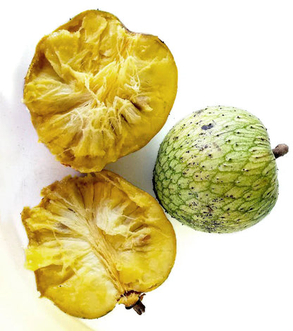 Bees Plant Hub Mountain Soursop Live Plant (Annona Montana)